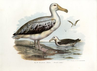 Wandering Albatross by German School